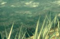 Metal Gear Solid 3: Snake Eater Játékképek d3e198699d9b32979631  