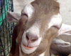 Vicces trailert kapott a Goat Simulator Super Secret DLC tn