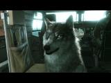 TGS 2014 - Metal Gear Solid 5: The Phantom Pain - DD The Wolf Trailer tn