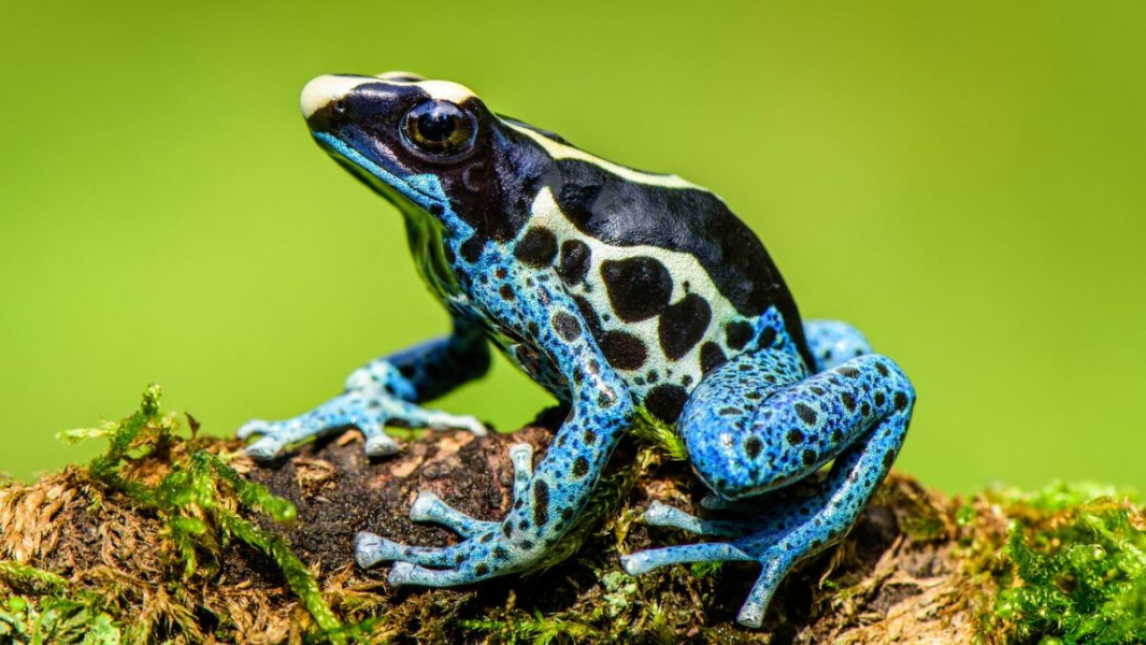 Valódi ez a béka vagy AI?