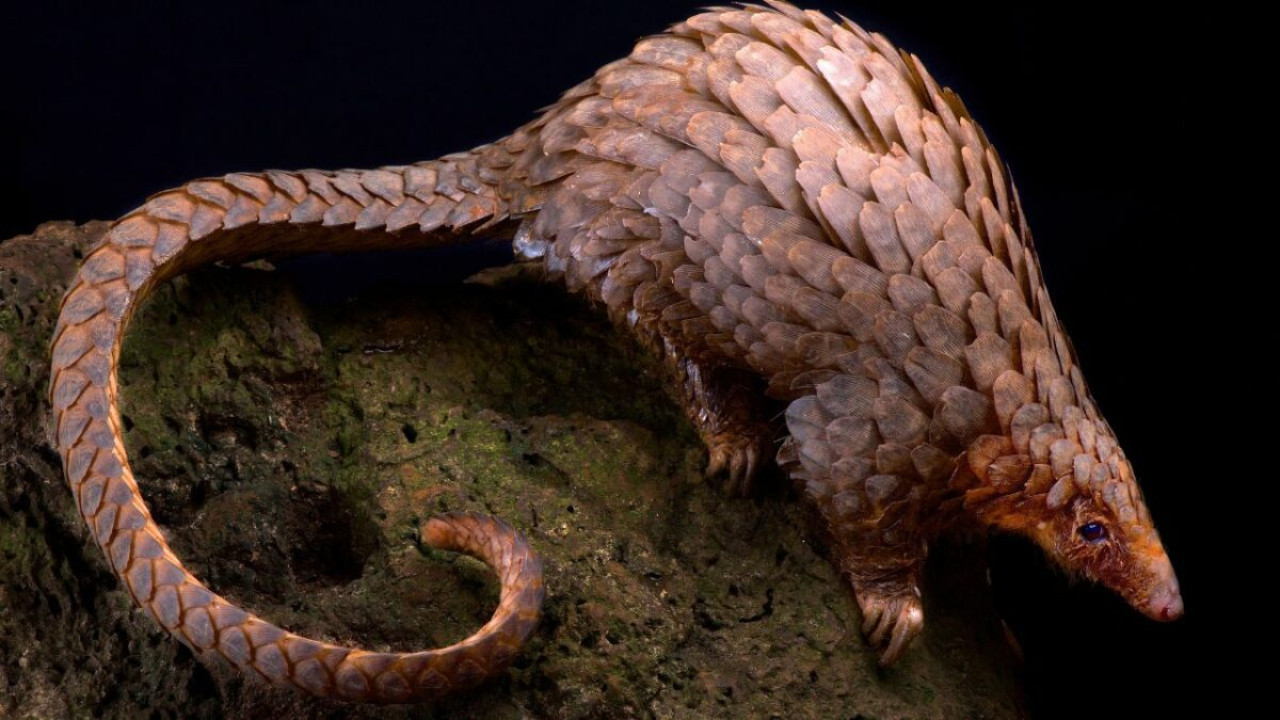 Ez egy valódi pangolin vagy csak az AI generálta?