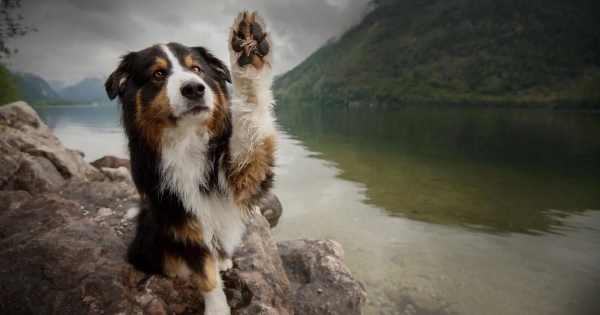 Az ízületvédelem fontossága kutyáknál