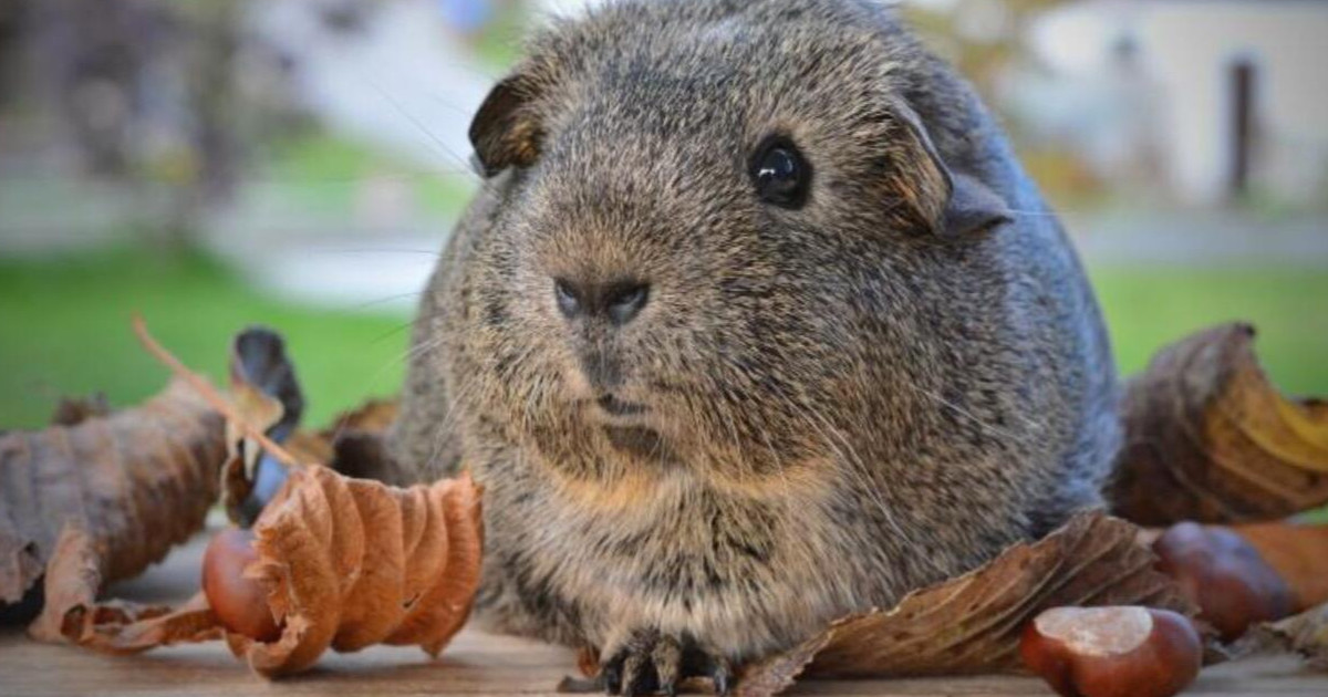 A tengerimalac ketrec ideális berendezése