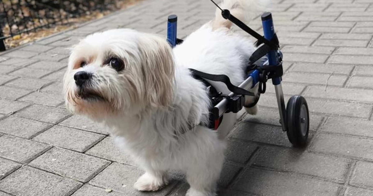 Amikor szükségessé válik egy kis segítség: kutyakocsi használata