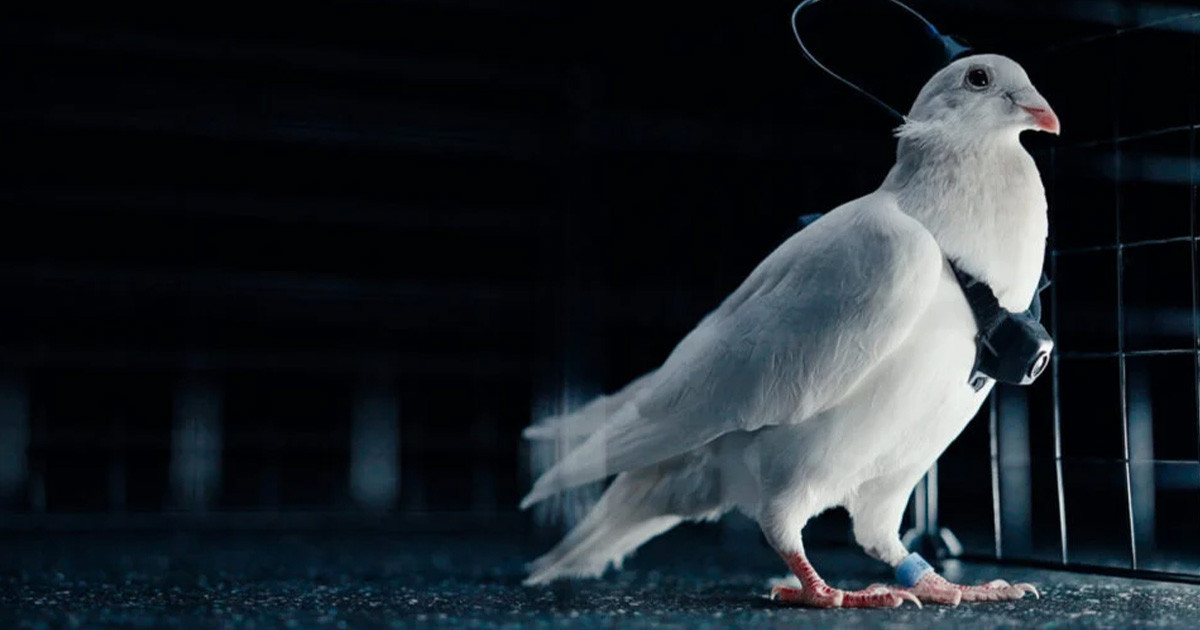 Még csak február van, de már galambokat hekkelnek az oroszok