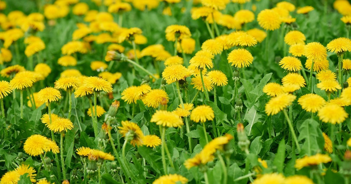 Tudjuk, hogy mindig is pitypang szerettél volna lenni, szóval ez a te játékod!