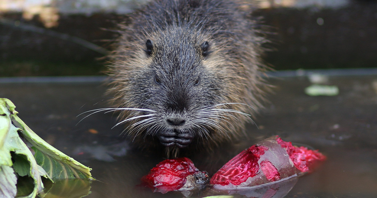 De szép kis szőrös – bosszúálló hóddal riogat egy videójáték