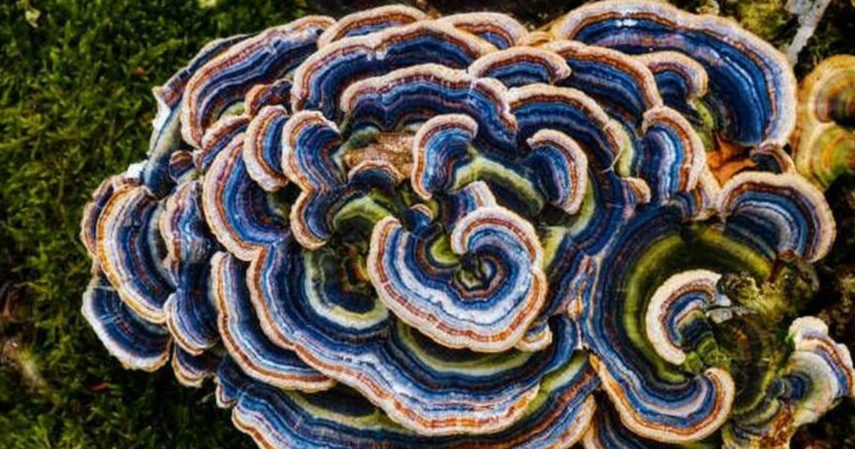 A lepketapló gomba hatása kedvenceink egészségére