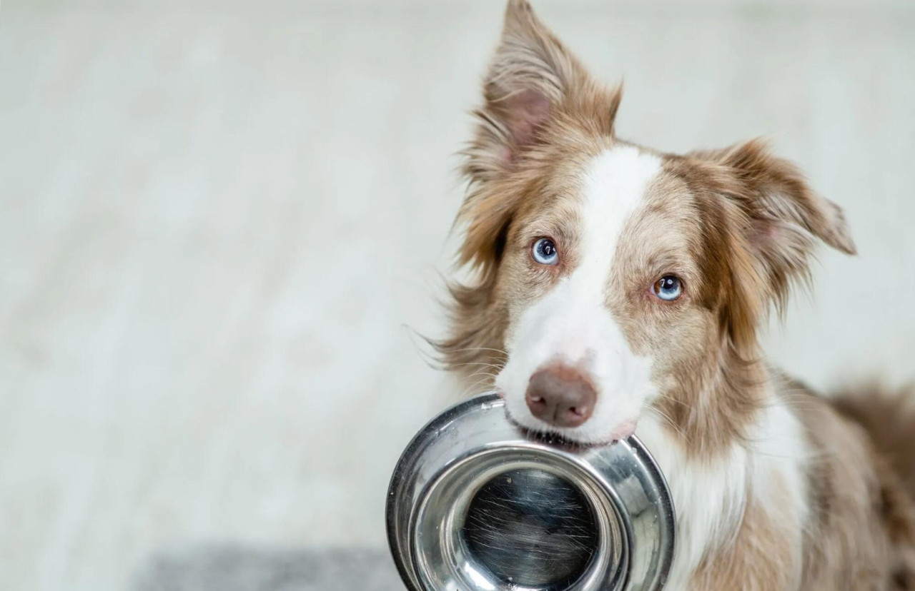 Forrás: petchef