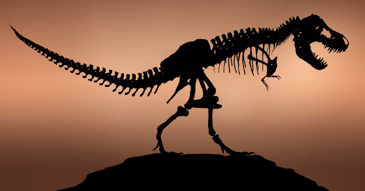 Helló, Kanadaszaurusz! Retteghet a T-Rex, mert új tyrannosaurus-fajt fedeztek fel a tudósok