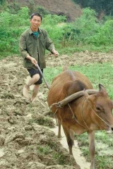 Kína betiltotta a kínai farmerkedést! Kína betiltotta a kínai farmerkedést!