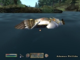 The Elder Scrolls 4 : Oblivion (Dark Brotherhood) The Elder Scrolls 4 : Oblivion (Dark Brotherhood)