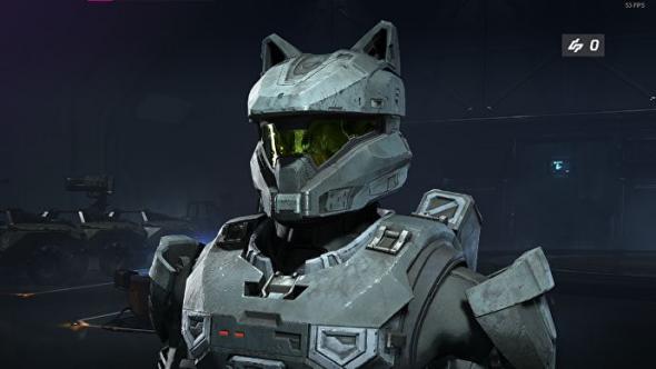 halo-infinite-cat.jpg