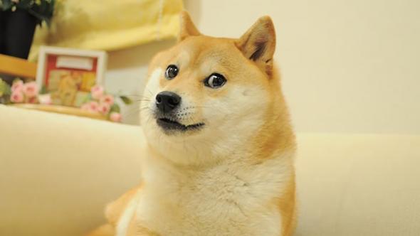 doge-meme-kabosu.jpg