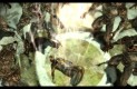 Dragon Age: Origins Játékképek fbe4f4e72d8de8e2ac09  