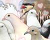 Hatoful Boyfriend teszt tn