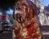 A Netflix veszi kezelésbe Stephen King 1981-es regényét tn