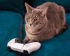 A Sony nekiment a Naughty Catnek tn