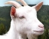 Az év ingyenes játéka: Goat Petting Simulator tn
