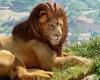 Planet Zoo – Trailer mutatja be, mi lesz a bétában tn