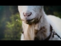 Goat Simulator Xbox trailer tn
